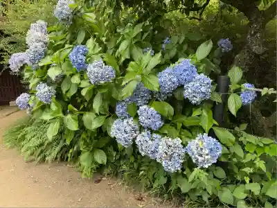 本土寺(千葉県)