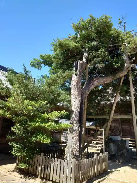 玉崎神社の自然