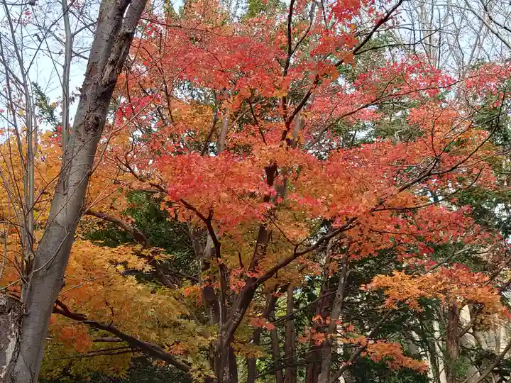 北海道神宮の自然