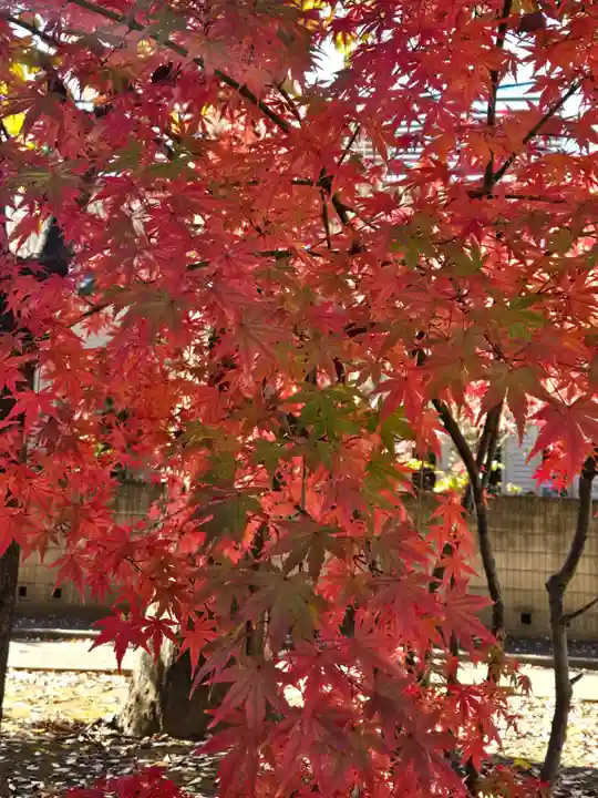 武蔵一宮氷川神社(埼玉県)
