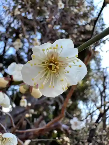 布多天神社の自然