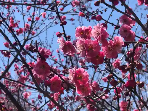 北海道神宮の自然