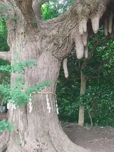 鎌数伊勢大神宮のその他建物