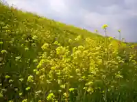 今市報徳二宮神社の自然