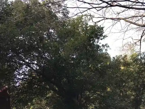 若宮神社の自然