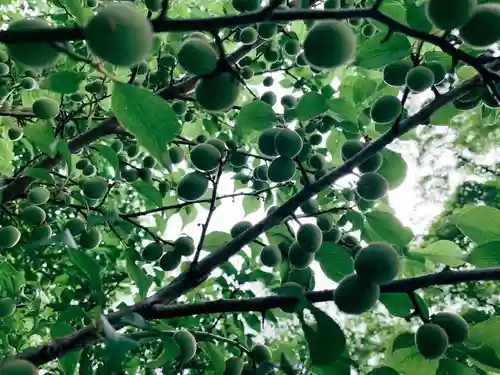 開成山大神宮の自然