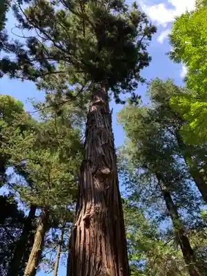 根渡神社の自然