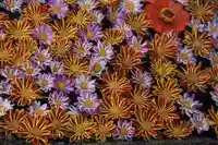 大鏑神社の手水舎