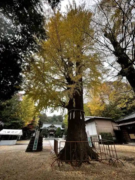 春日部八幡神社の自然