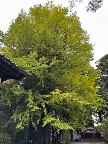 北口本宮冨士浅間神社(山梨県)