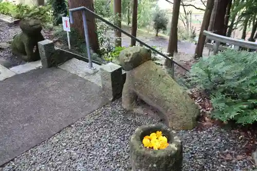 阿久津「田村神社」（郡山市阿久津町）旧社名：伊豆箱根三嶋三社の狛犬