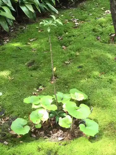 寿福寺の庭園