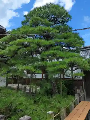 石像寺（釘抜地蔵）の自然