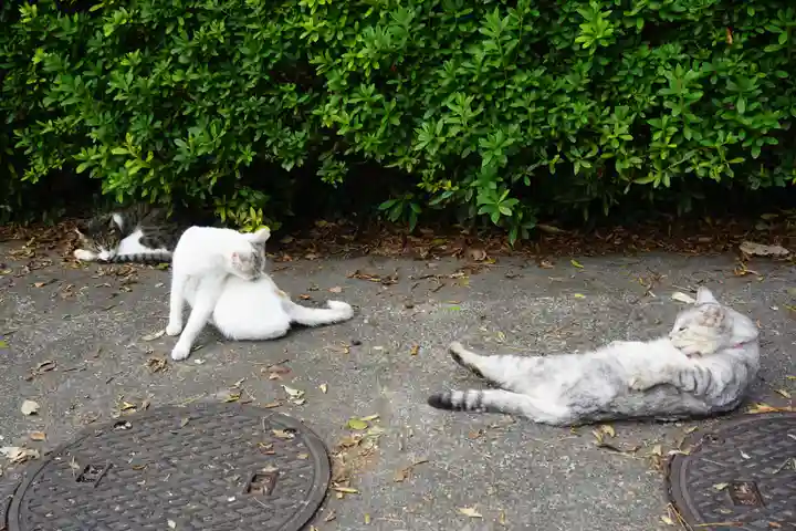 唐澤山神社の動物