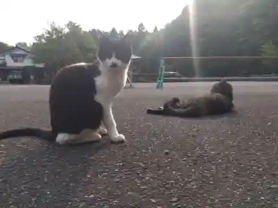 御誕生寺（猫寺）(福井県)