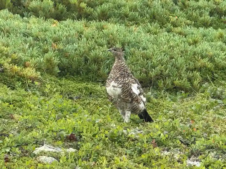 雄山神社前立社壇(富山県)