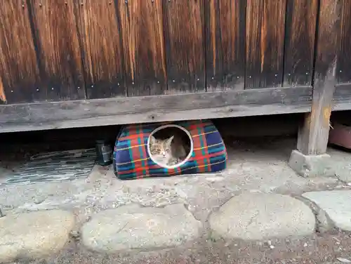 八幡社（柏井町）の動物