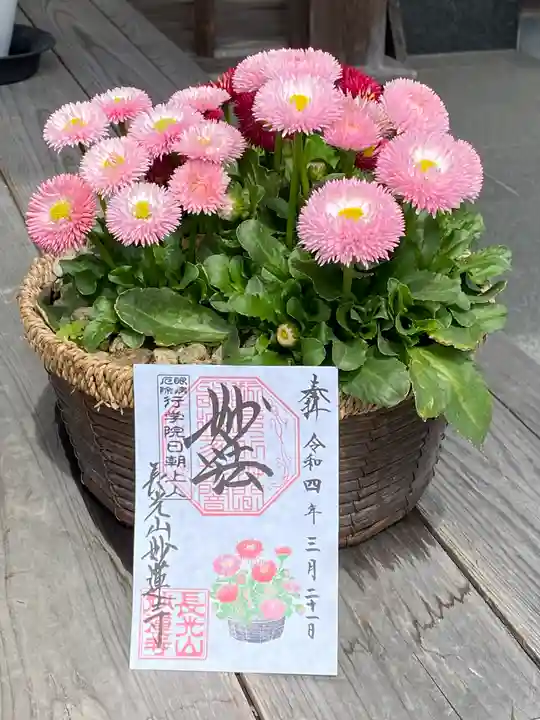 妙蓮寺の御朱印