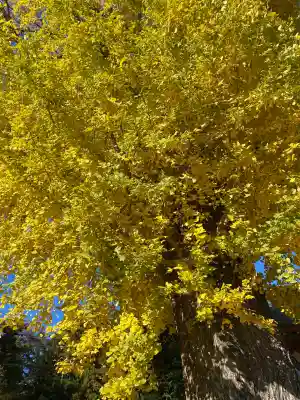 長沼八幡宮(栃木県)