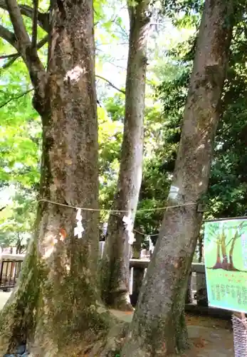 布多天神社(東京都)