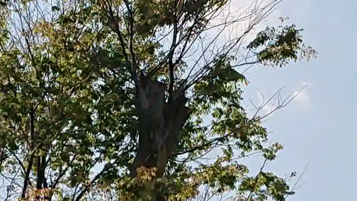代田八幡神社の自然