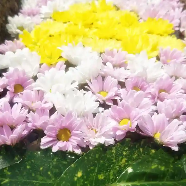 菩提寺の手水舎