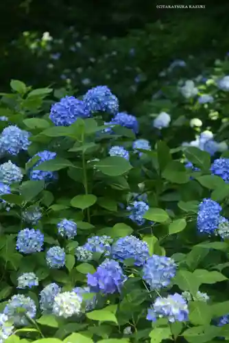 明月院(神奈川県)