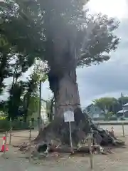 相原八幡宮(神奈川県)