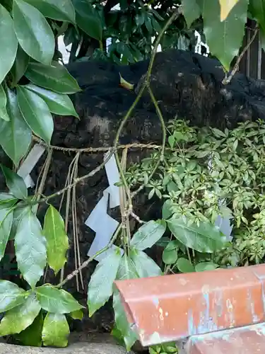 元祇園梛神社・隼神社(京都府)