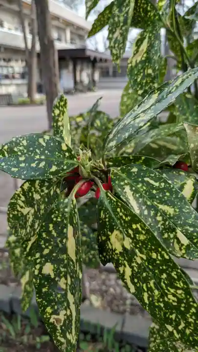 新琴似神社の自然