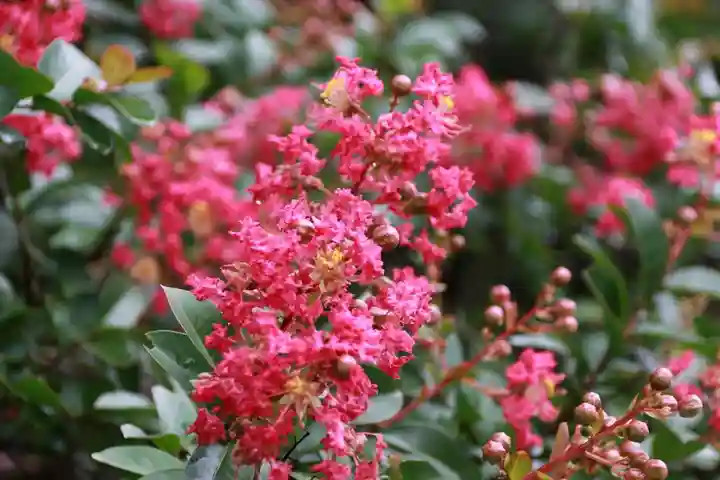 鹿島大神宮の自然