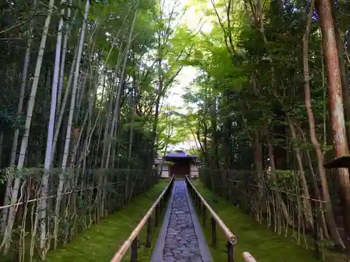 高桐院（大徳寺塔頭）の自然