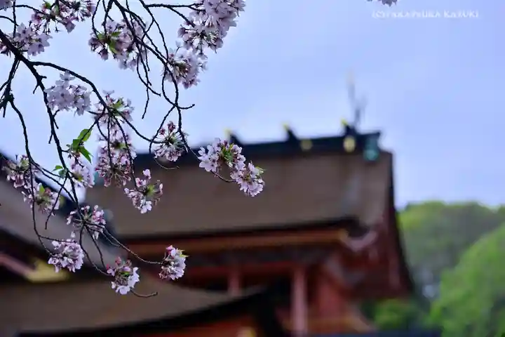 富士山本宮浅間大社の自然