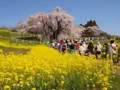 瀧桜神明宮(福島県)