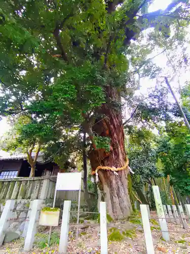 野見神社（今伊勢町）の自然