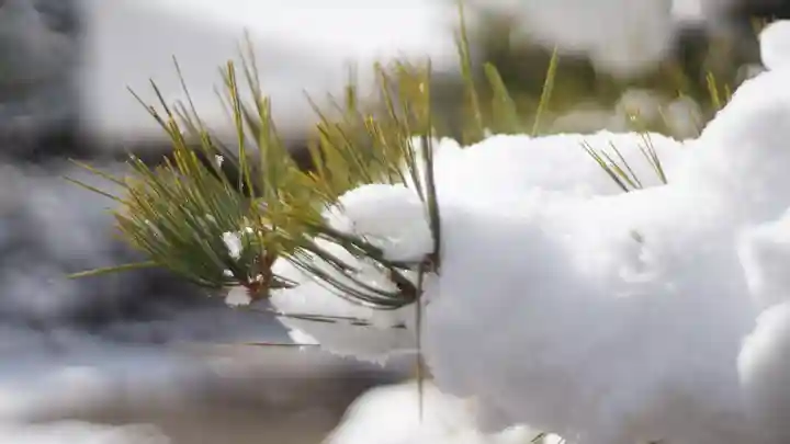 梅宮大社の自然