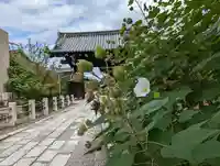 妙蓮寺(京都府)