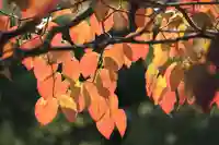 開成山大神宮の自然
