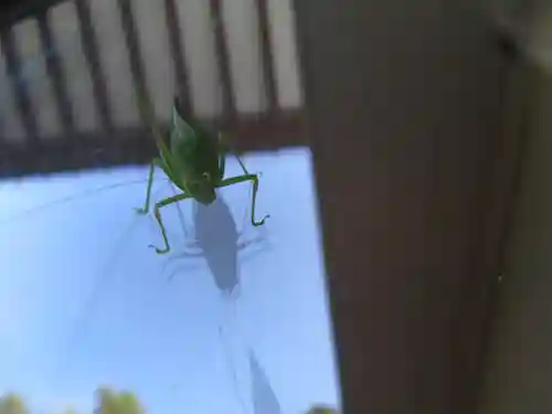 屋久島大社の動物