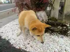 縣神社の動物