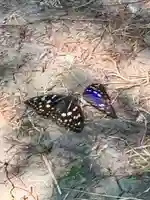 蚊里田八幡宮(長野県)