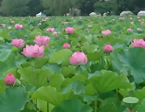 寛永寺不忍池弁天堂の庭園