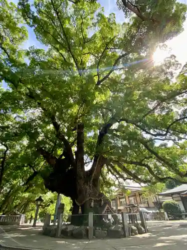 大麻比古神社の自然