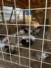 大宮神社の動物