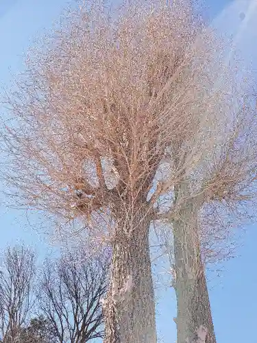 川越八幡宮の自然