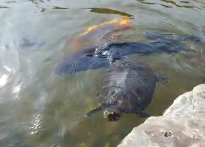 正法山達磨寺の動物