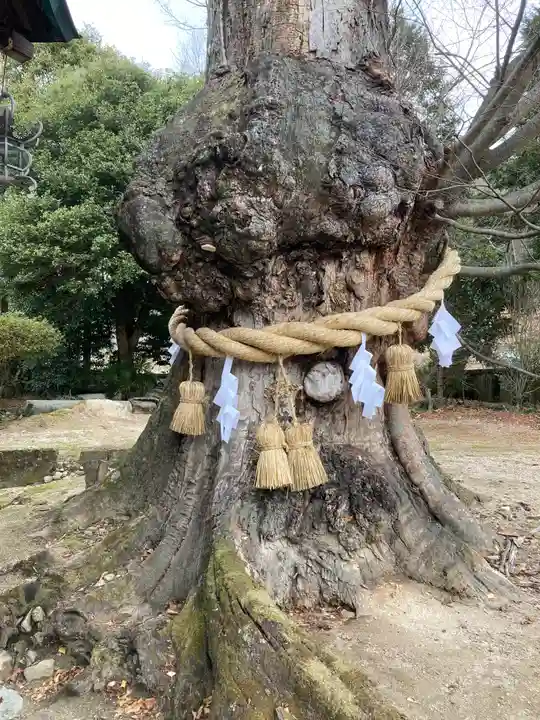 賀羅加波神社の自然