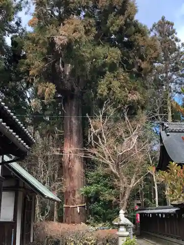 高野神社の自然
