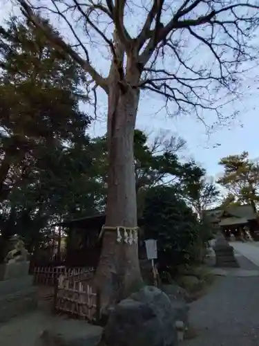 前鳥神社(神奈川県)