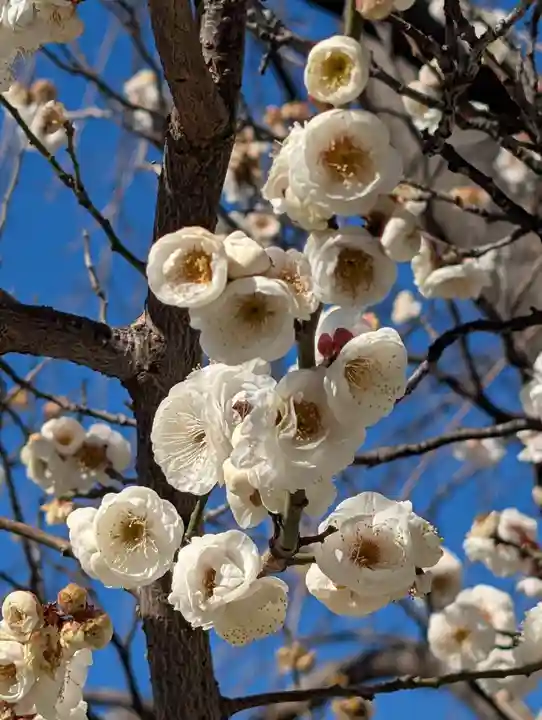 潮田神社(神奈川県)